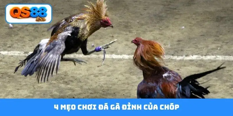 4 mẹo chơi đá gà đỉnh của chóp