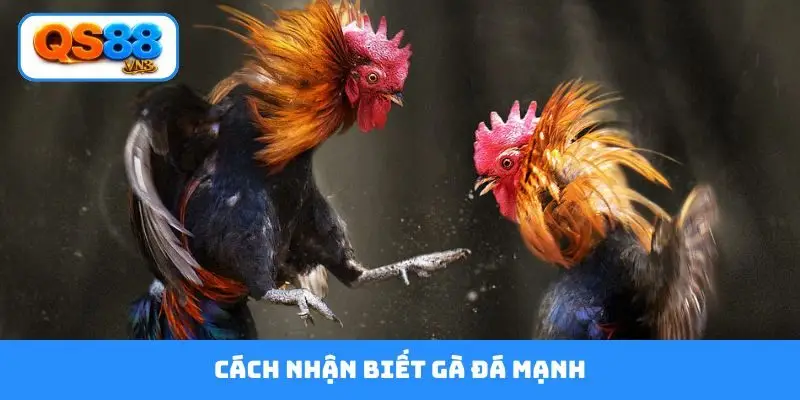 cách nhận biết gà đá mạnh