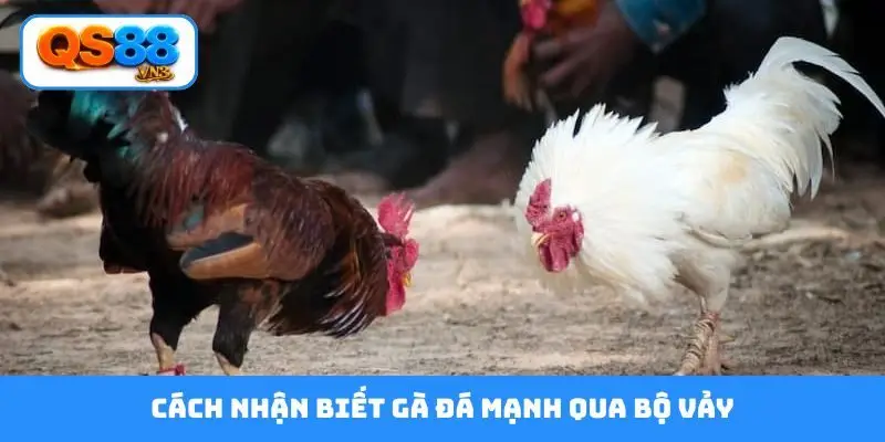Cách nhận biết gà đá mạnh qua bộ vảy