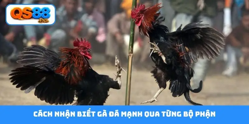 Cách nhận biết gà đá mạnh qua từng bộ phận