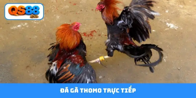 đá gà thomo trực tiếp