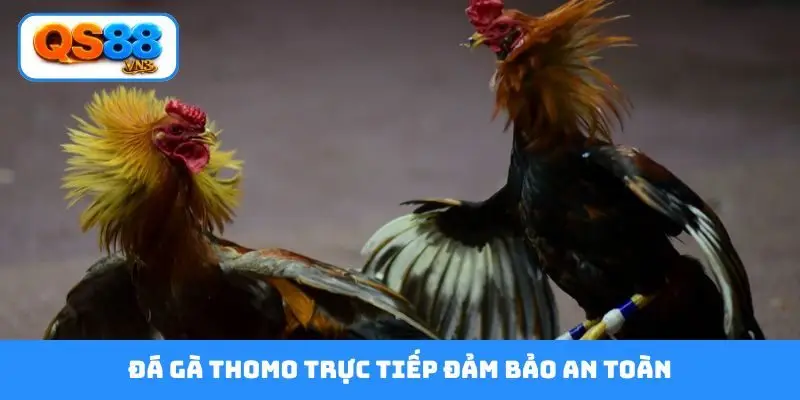 Đá gà Thomo trực tiếp đảm bảo an toàn