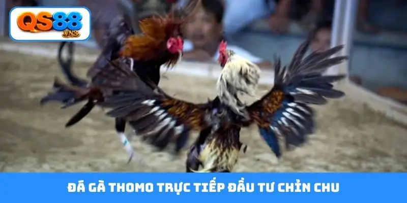 Đá gà Thomo trực tiếp đầu tư chỉn chu