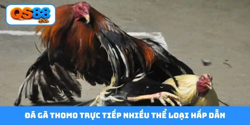 Đá gà Thomo trực tiếp nhiều thể loại hấp dẫn