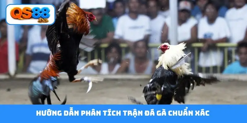 Hướng dẫn phân tích trận đá gà chuẩn xác