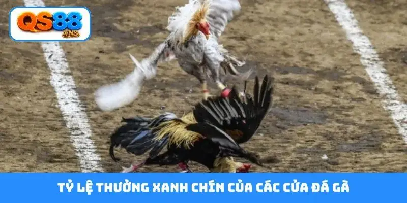 Tỷ lệ thưởng xanh chín của các cửa đá gà